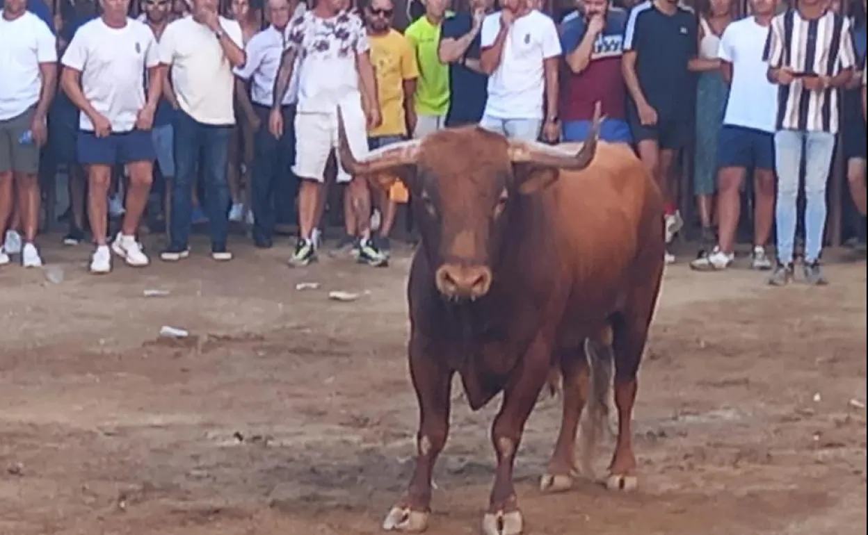 Uno de los toros de los festejos de Torrejoncillo de este año.