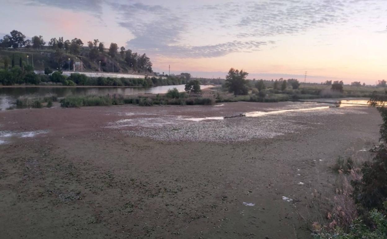 Licitada la primera fase de la restauración fluvial del Guadiana en Villagonzalo