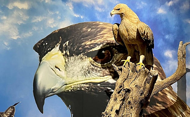 Un ejemplar de águila imperial, en el centro de Villarreal. 