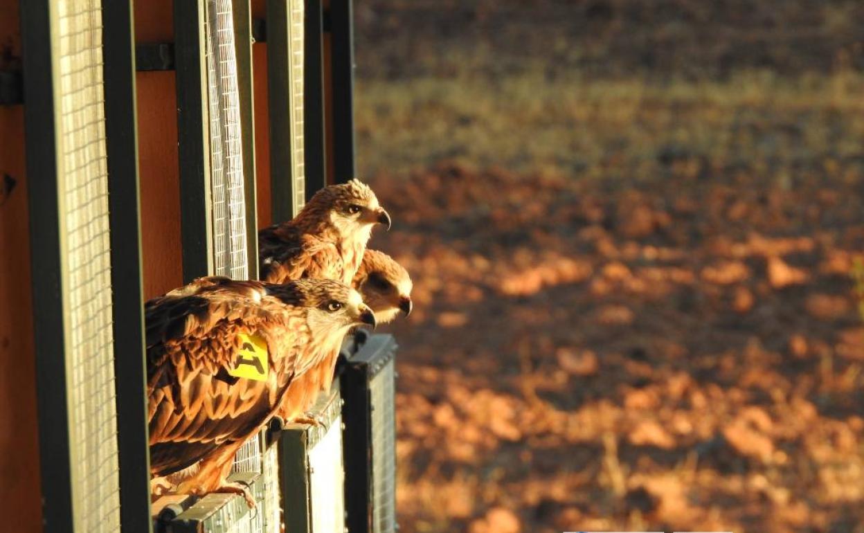Milanos reales que se han puesto en libertad.