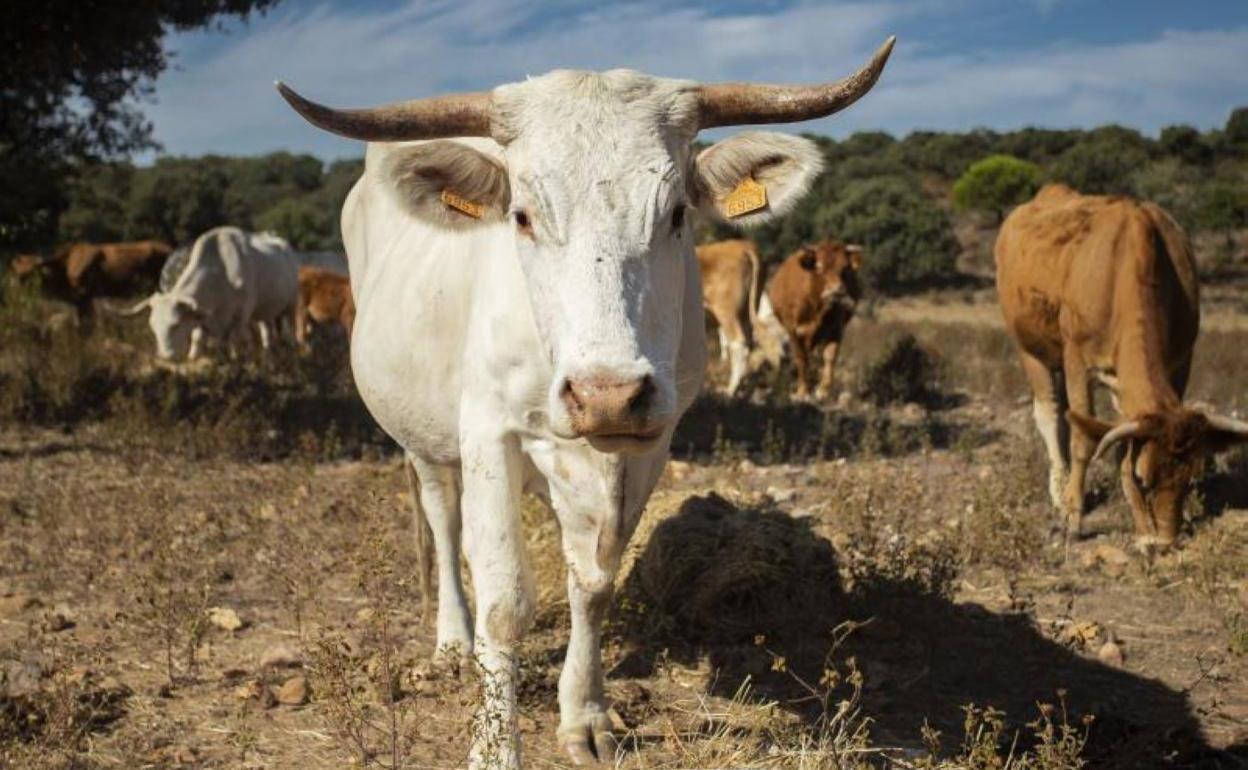 Ejemplar de vaca blanca cacereña, en peligro de extinción.