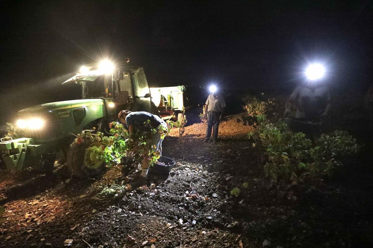 Vendimia nocturna en Tierra de Barros. 