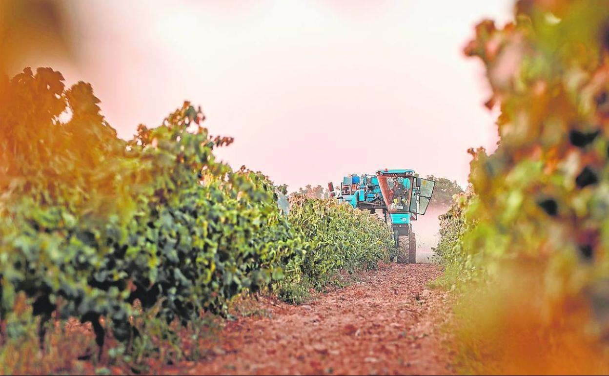 Hectáreas de viñedo durante la vendimia. 