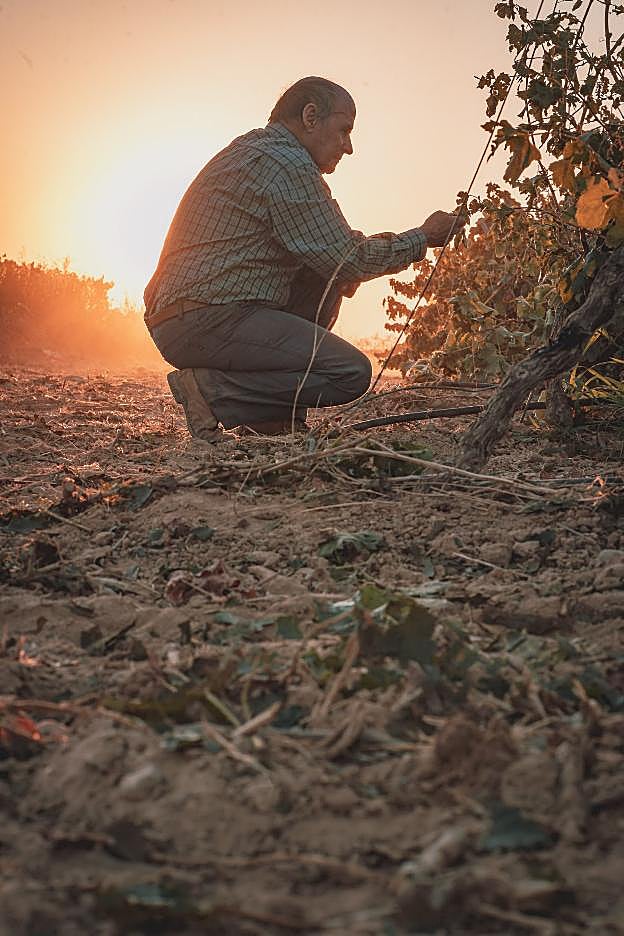 Regino Grajera quita hojas en un viñedo a punto de cosecharse. 