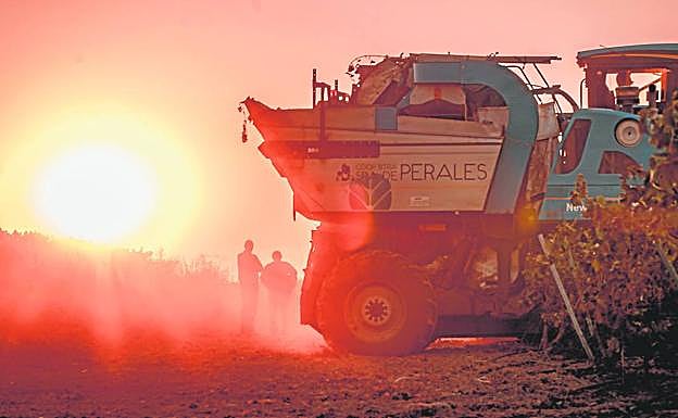 La vendimia se generalizado en Extremadura por la noche y hasta las primeras luces del día. 
