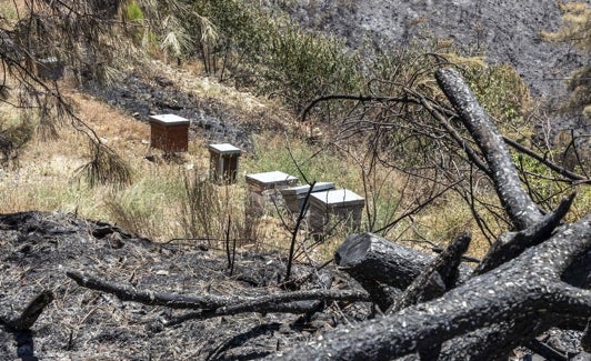 Colmenas en Las Hurdes rodeadas de terreno quemado.