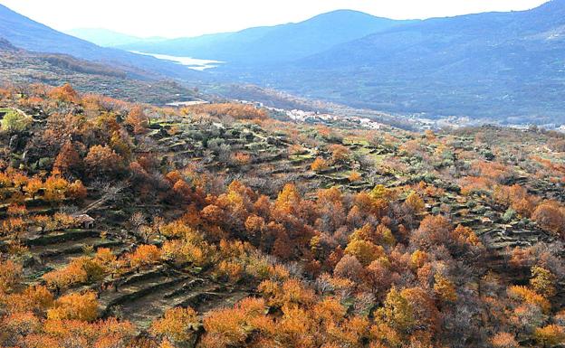 El otoño en el Valle del Jerte también sorprende a los visitantes. 