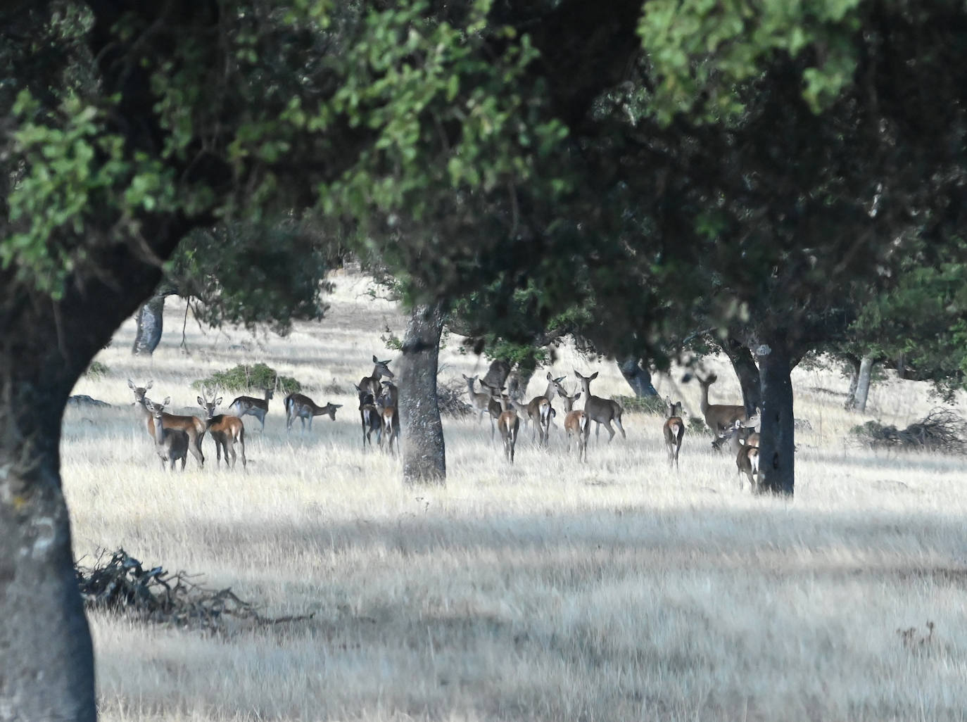 Berrea en Monfragüe