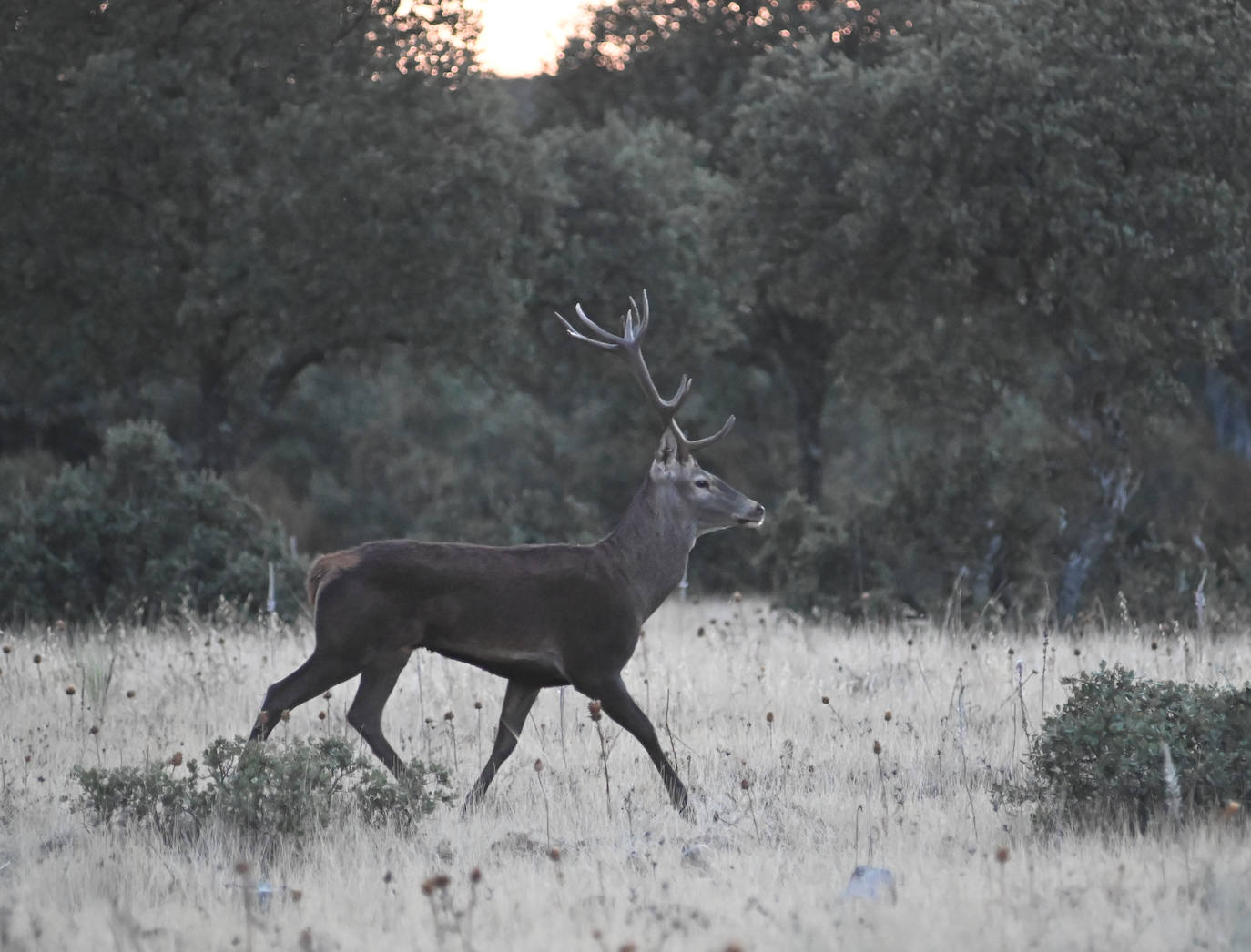 Berrea en Monfragüe