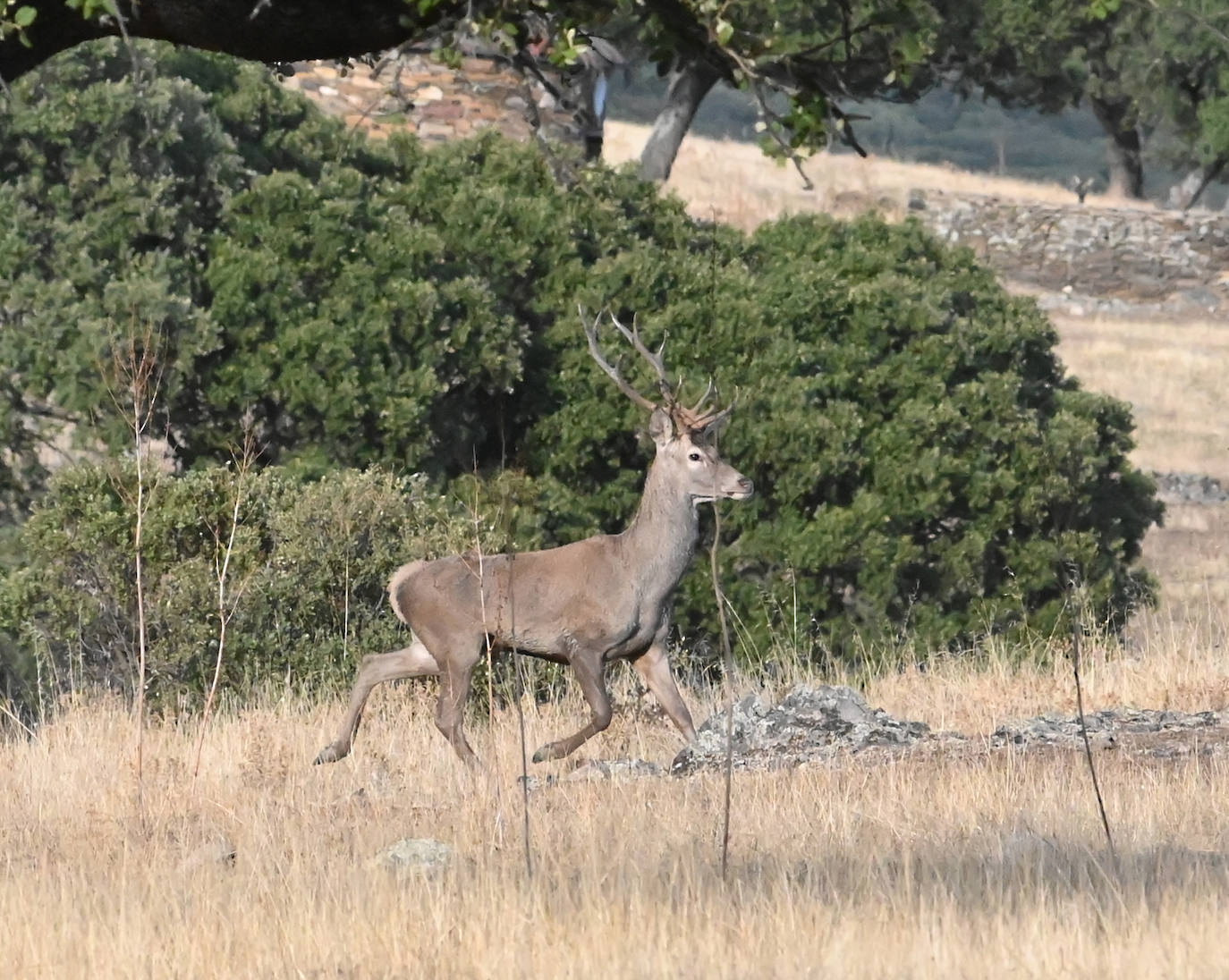 Berrea en Monfragüe