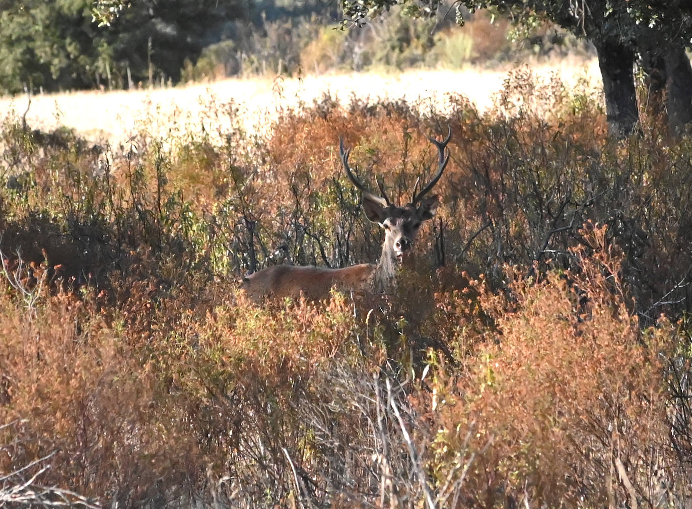 Berrea en Monfragüe