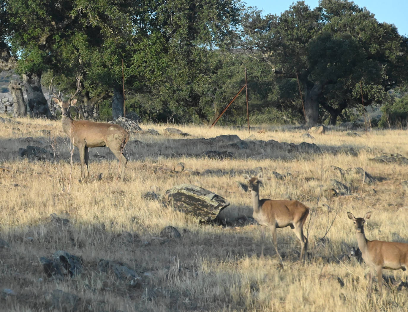 Berrea en Monfragüe