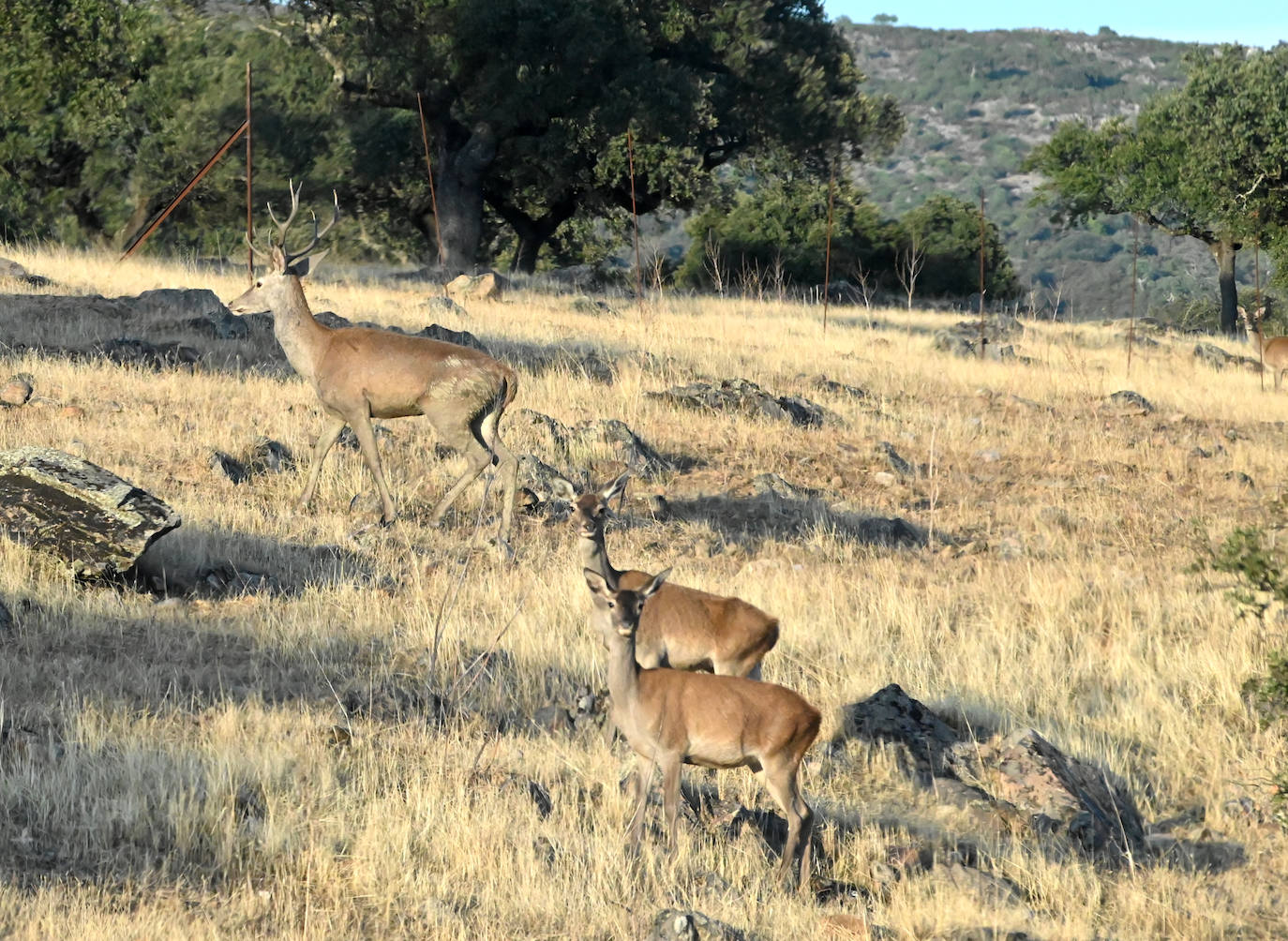Berrea en Monfragüe