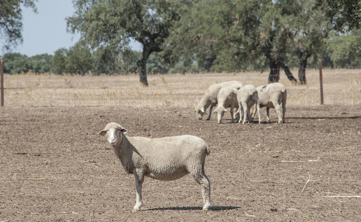 Ovejas merinas en el campo extremeño. 