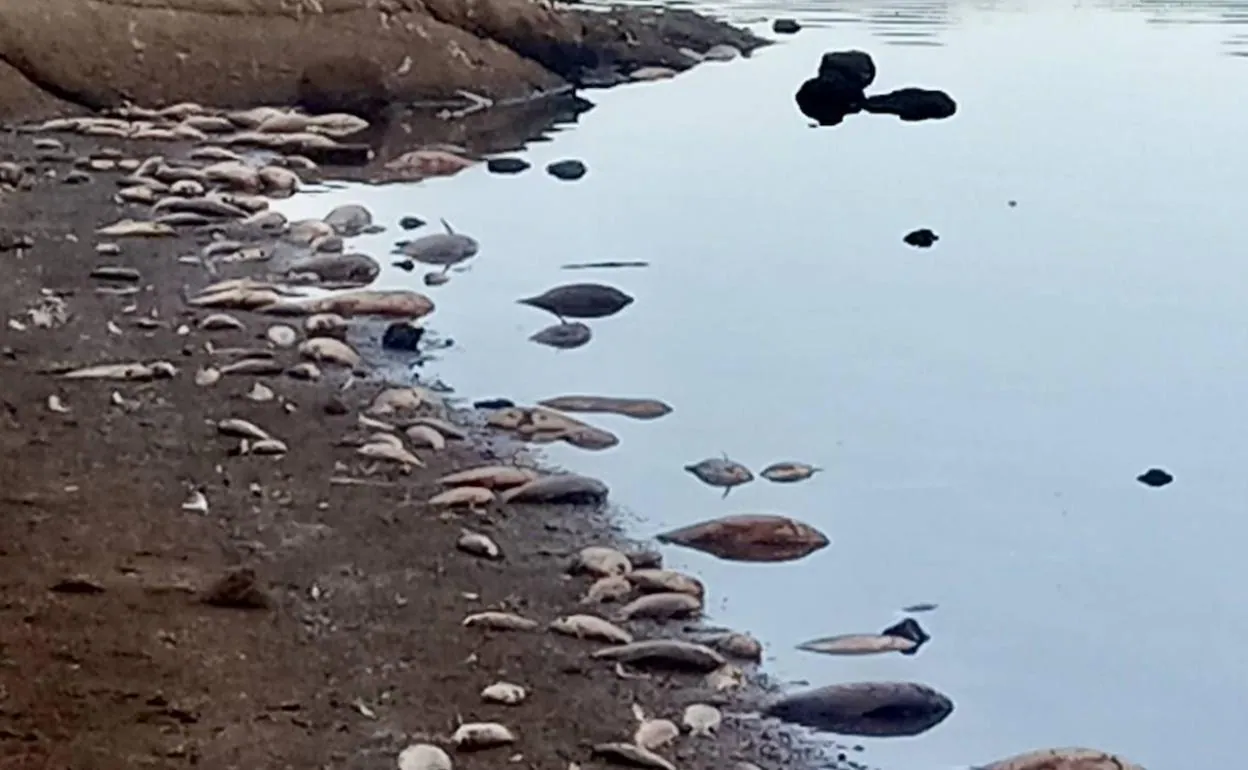 Imagen de la orilla del pantano de Valdesalor, a unos 20 kilómetros de la capital cacereña. 