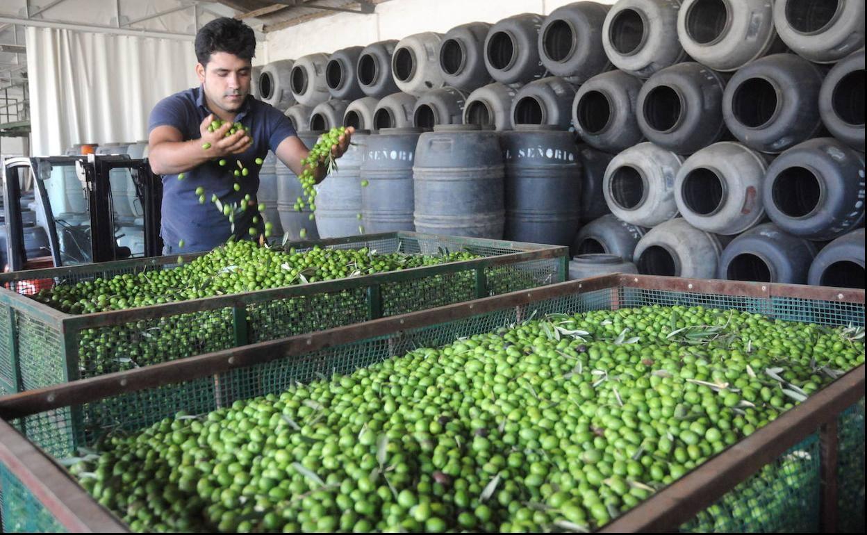 Aceituna de verdeo en una cooperativa de la región.
