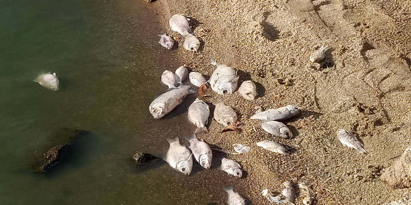 Fotos: Aparecen cientos de peces muertos en el pantano de Valdesalor