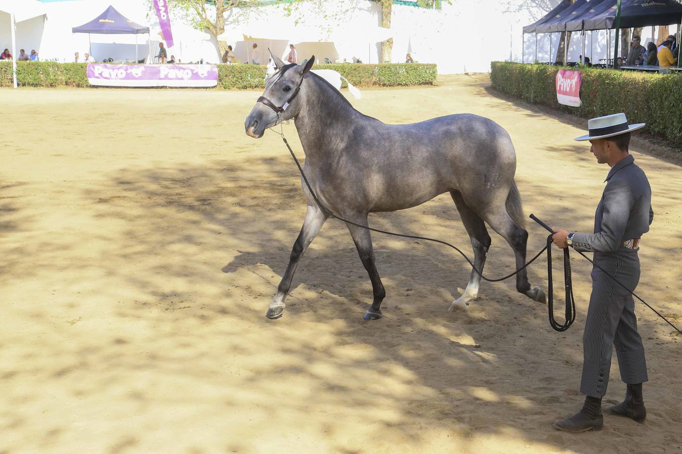 Fotos: Imágenes del primer día de la Feria Internacional Ganadera de Zafra