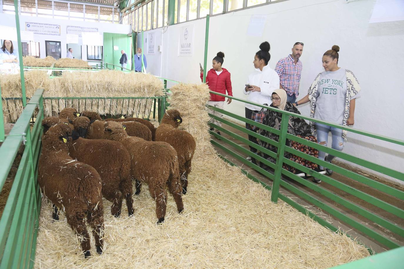 Fotos: Imágenes del primer día de la Feria Internacional Ganadera de Zafra