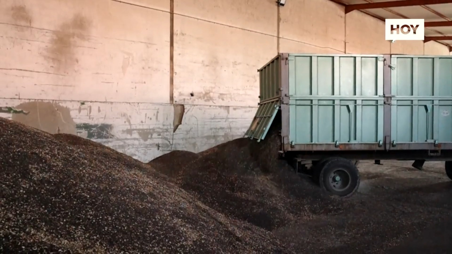 El girasol, un salvavidas en la sequía
