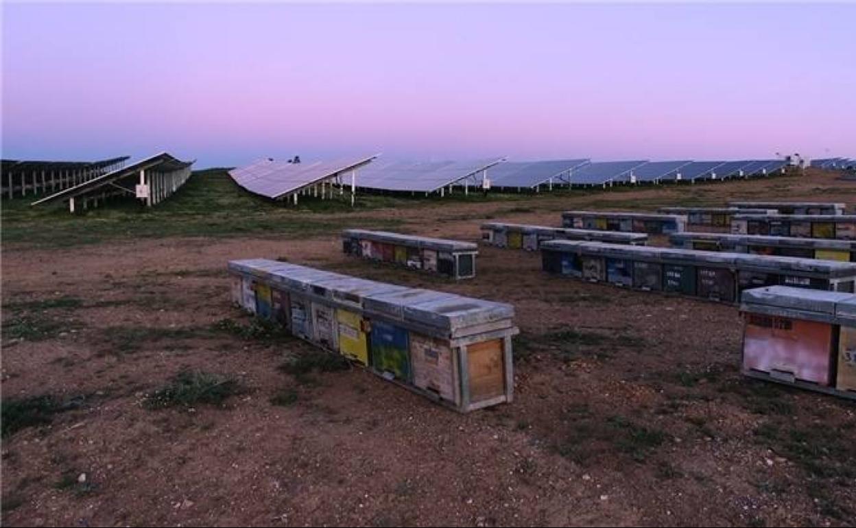 Las plantas fotovoltaicas se convierten en espacios útiles y libres de robos y plaguicidas.