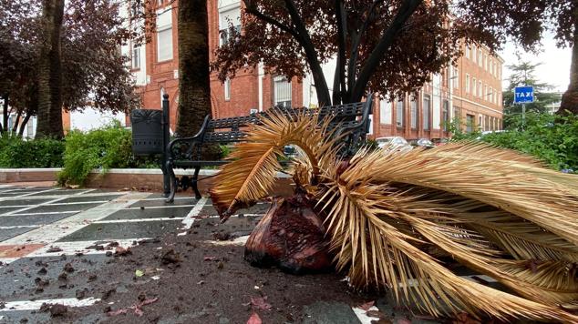 Una palmera sobre el suelo en San Francisco.