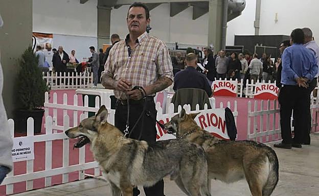 Juan Narciso, con sus dos lobos en el concurso de ayer en Ifeme.
