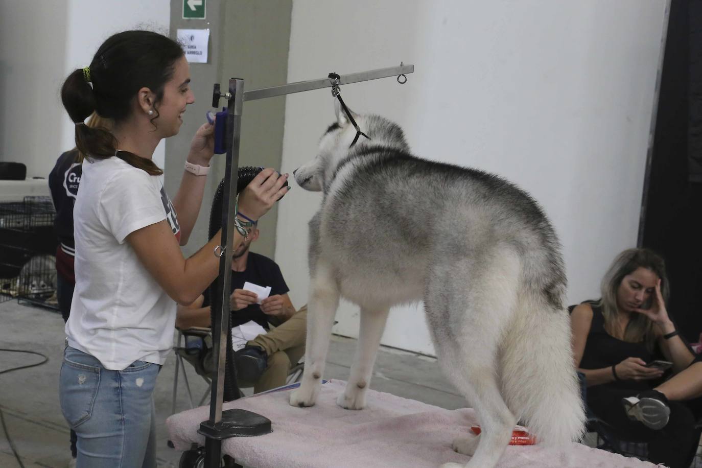 Fotos: Mérida acoge una exposición nacional canina