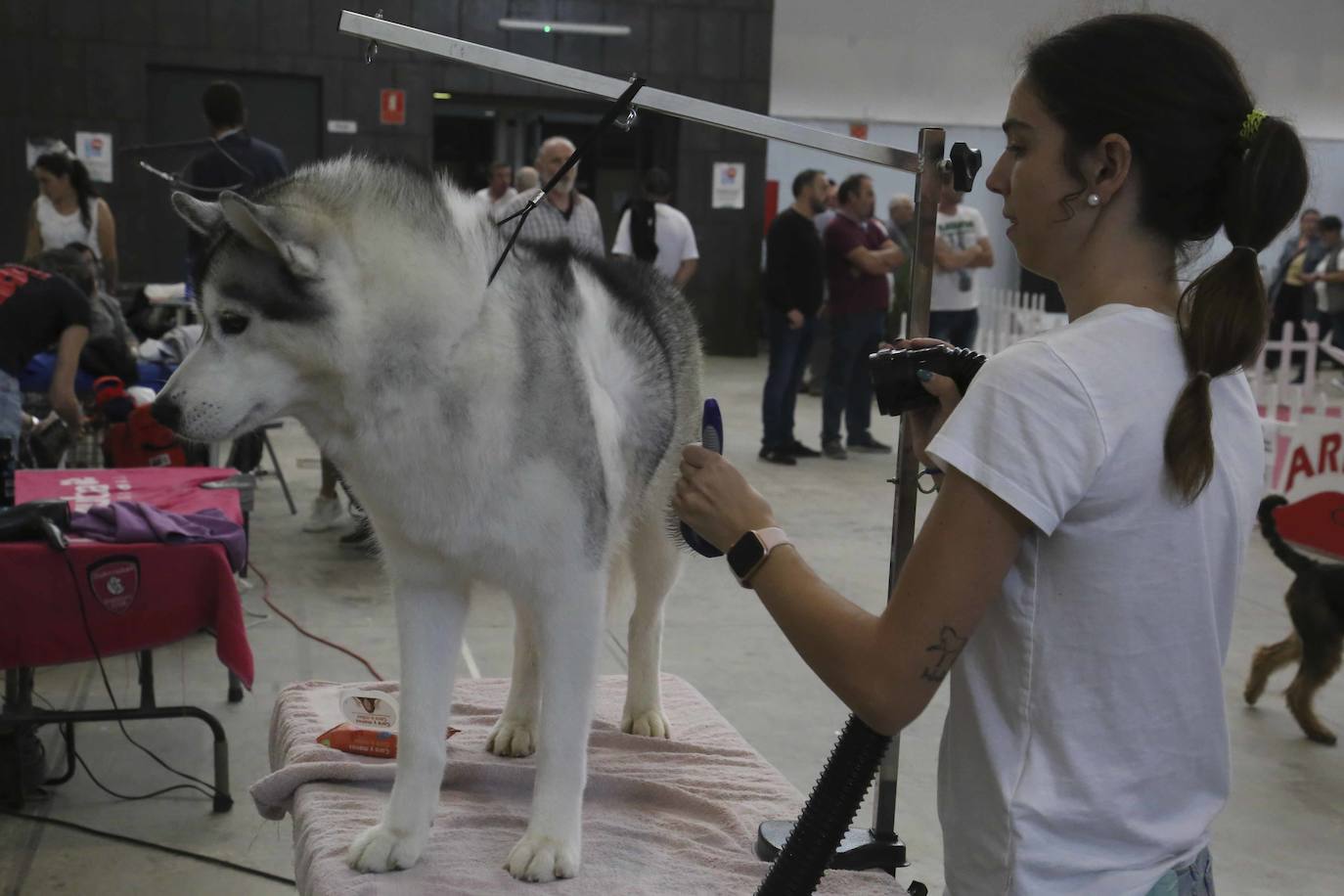 Fotos: Mérida acoge una exposición nacional canina