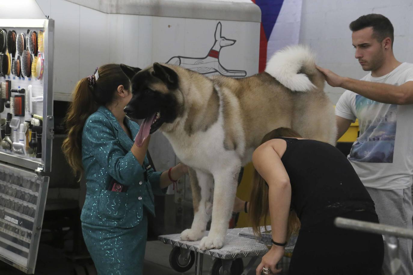 Fotos: Mérida acoge una exposición nacional canina