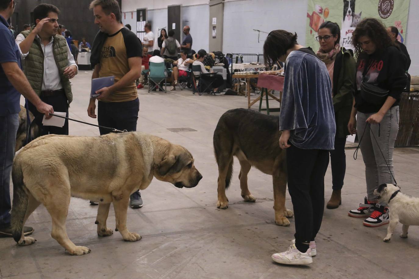 Fotos: Mérida acoge una exposición nacional canina