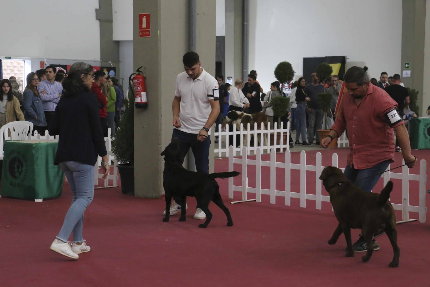 Fotos: Mérida acoge una exposición nacional canina