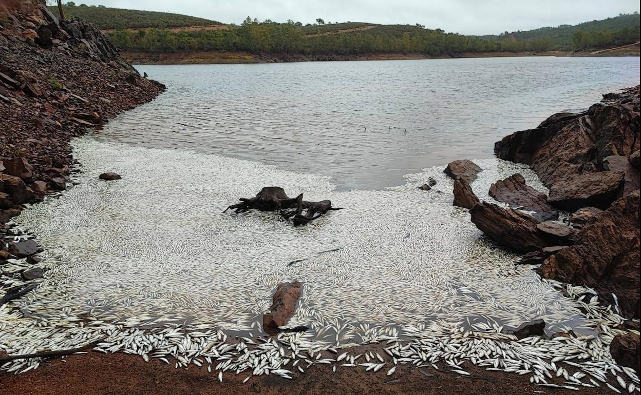 Orilla del embalse de Villar del Rey, completamente llena de peces muertos. 