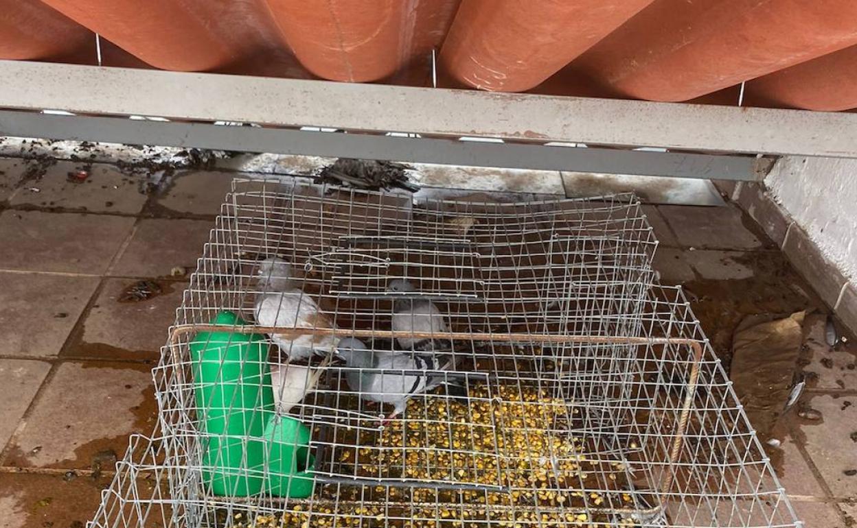 Esta es una de las cuatro jaulas instaladas para capturar palomas. 