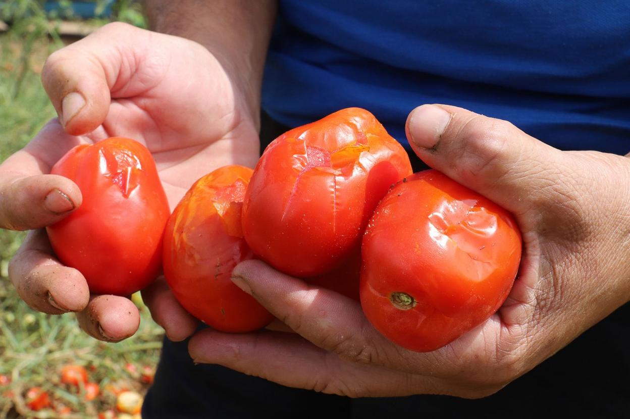 Tomates dañados por una tormenta. 