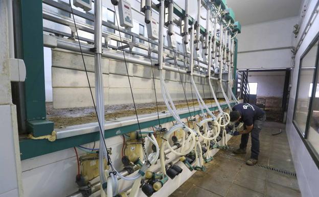 Un empleado de Cooprado revisa la máquina de ordeño. Cada día salen de ahí unos 200 litros de leche. 