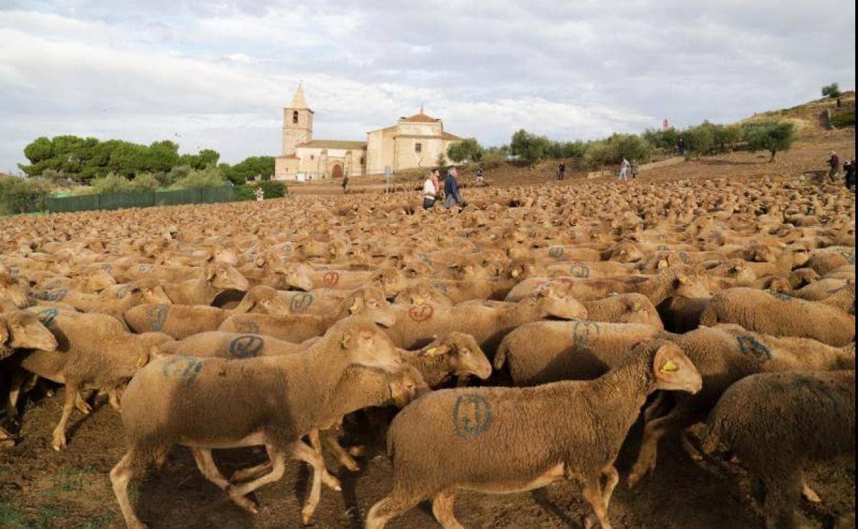 La trashumancia en Extremadura, declarada Bien de Interés Cultural 