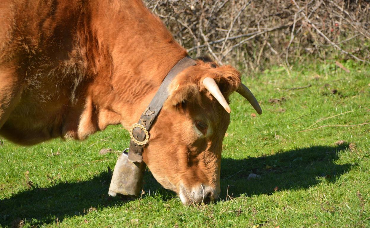 Agricultura y ganadería: Qué debes saber de la enfermedad hemorrágica epizoótica que ha sido detectada en Extremadura