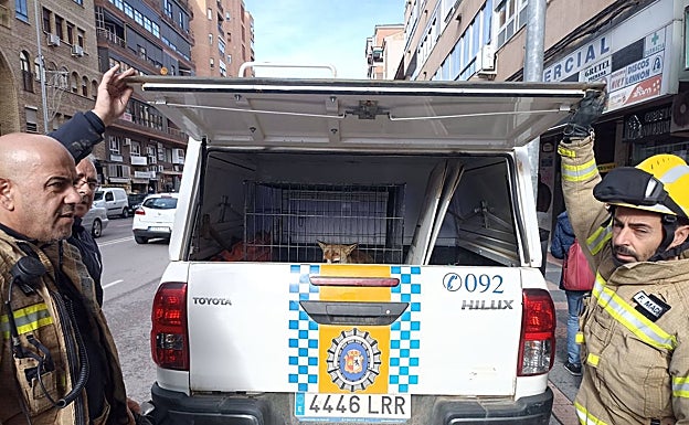 El ejemplar de zorro ha sido capturado por agentes de Policía Local y bomberos. 