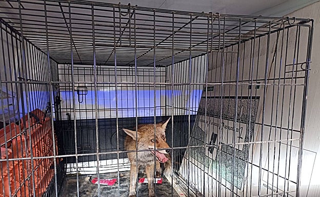 El animal llevaba varias horas merodeando por el centro de la ciudad. 