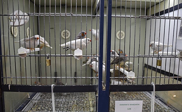 Pájaros a la venta en la tienda Tropical Zoo de Badajoz.