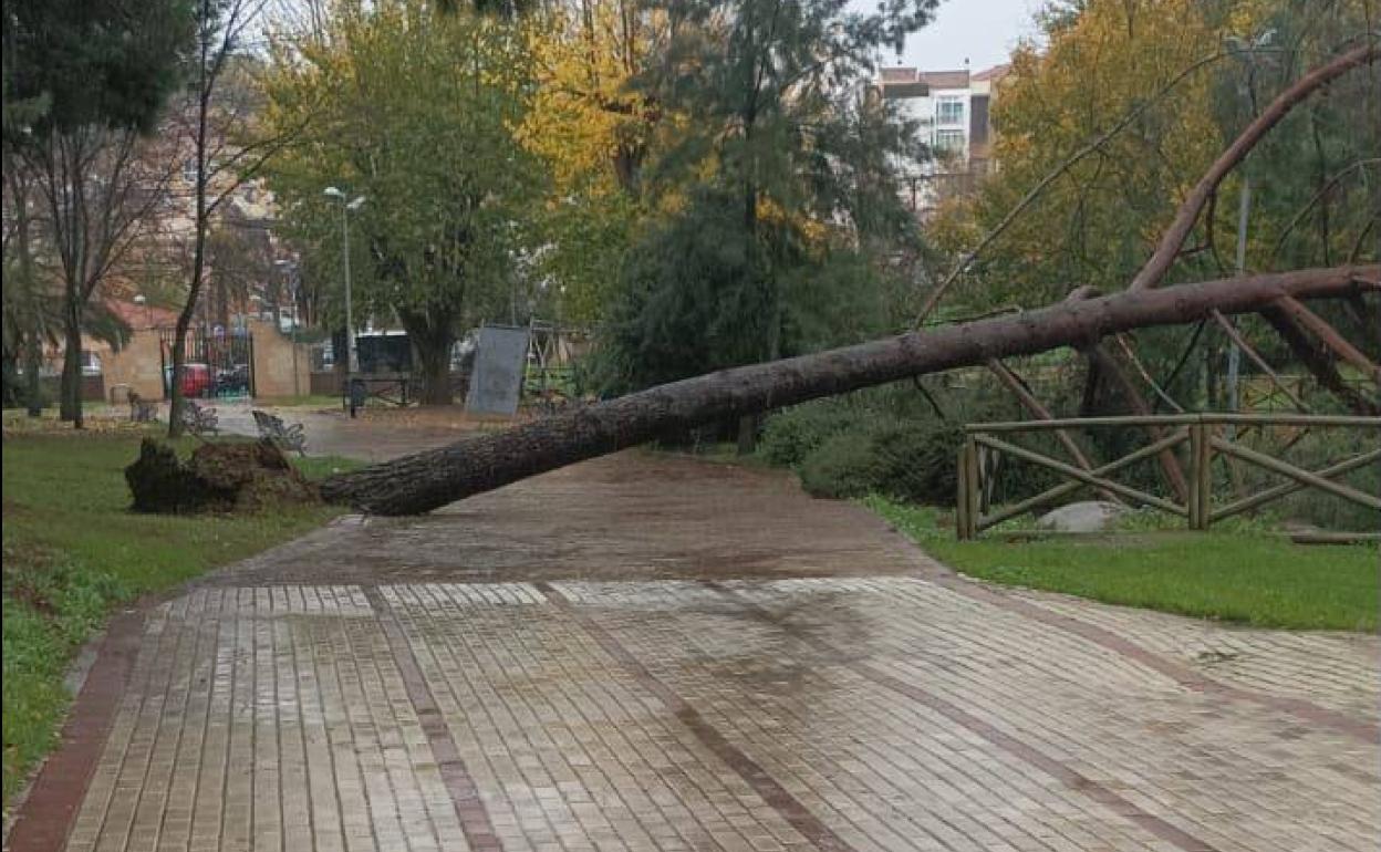 Árbol caído en el parque del Príncipe de Cáceres.