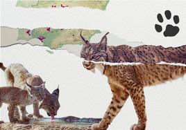 El lince es una especie amenazada que tiene en Extremadura uno de sus lugares de referencia en España.