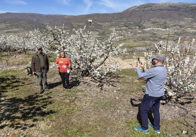 La fiesta del Cerezo en Flor se prolonga con diversas actividades durante unas dos semanas.