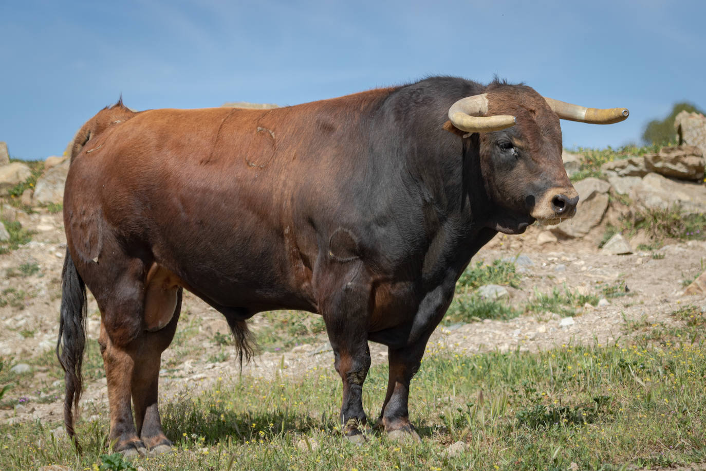 Estos son los toros que se lidiarán el sábado en la goyesca de Almendralejo