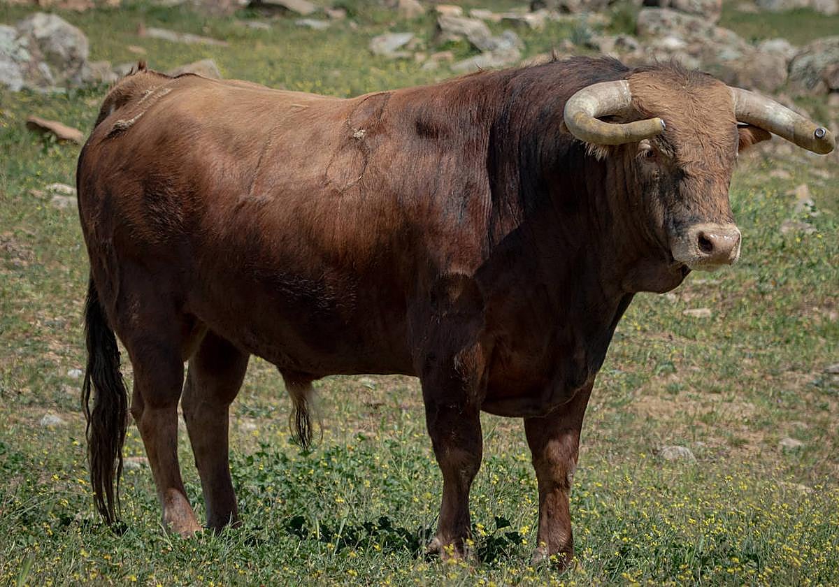 Uno de los ejemplares de Juan Pedro Domecq.