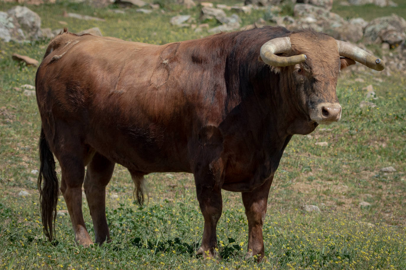 Estos son los toros que se lidiarán el sábado en la goyesca de Almendralejo