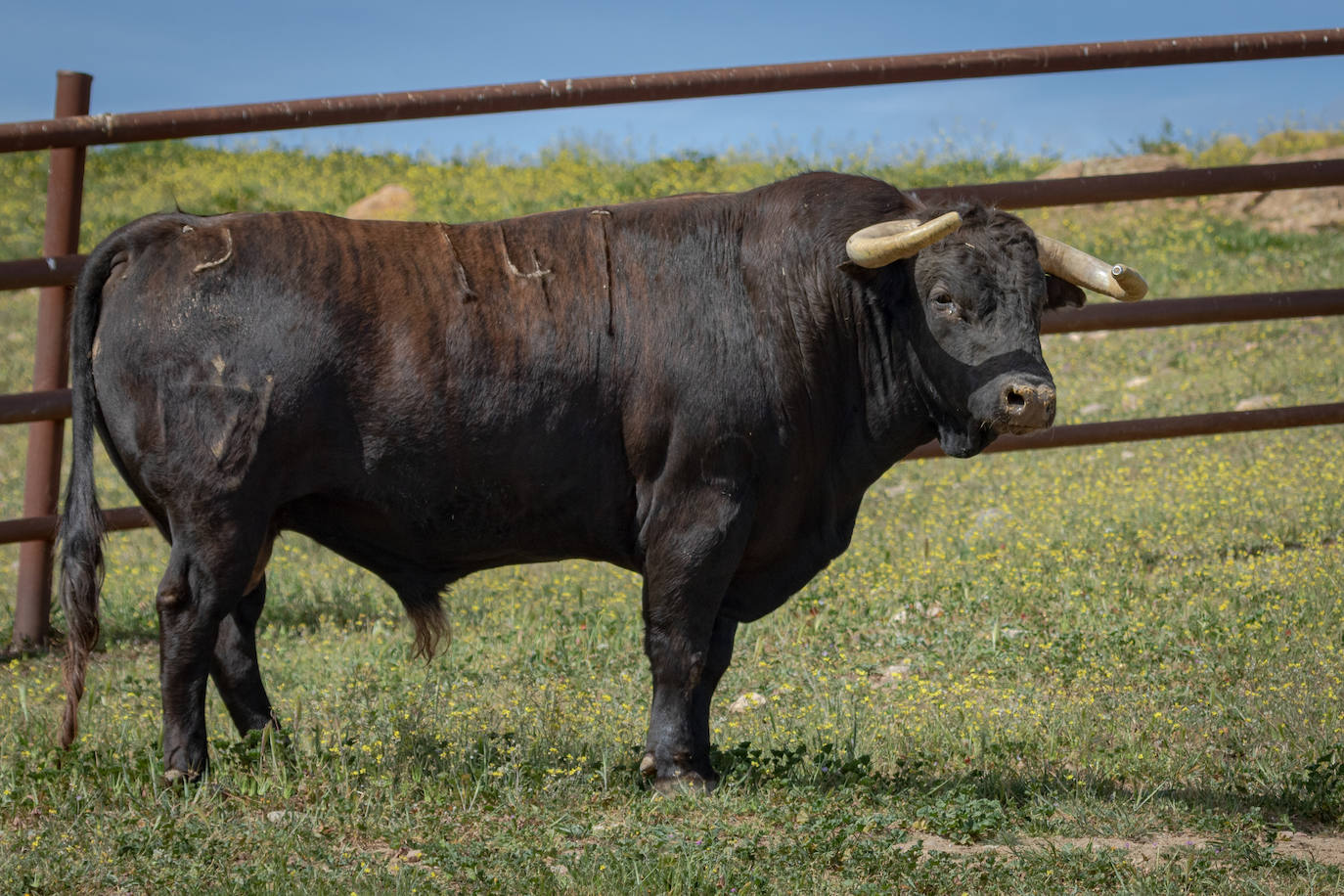 Estos son los toros que se lidiarán el sábado en la goyesca de Almendralejo