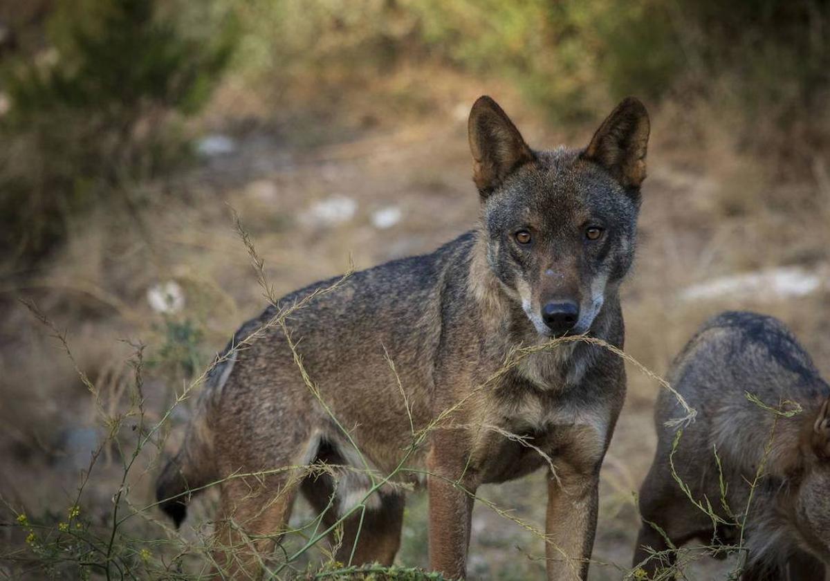 Técnicos de la Consejería de Transición Ecológica investigan los ataques de  lobos 