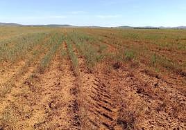 Imagen de archivo de la sequía que azota los campos de cereales extremeños.